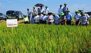 Kim Thành: Hội thảo đầu bờ đánh giá mô hình giống lúa thuần TBR 279